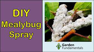 mealybugs diy spray with baby oil