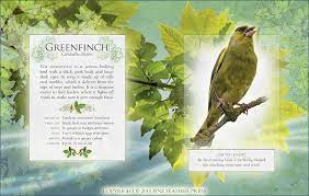 the little book of garden bird songs