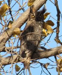 adaptable great horned owl sits atop