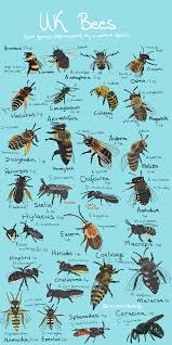 Uk Bee Identification Poster Art Album On Imgur