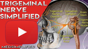 trigeminal nerve physiopedia