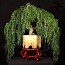 Floral arrangements of curly willow are mainly done using curly willow branches. Willow Bonsai Bonsai Nut