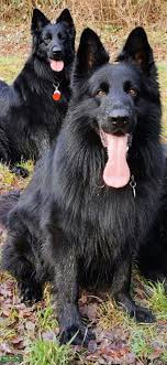 The importance of exercising a long haired gsd. Stud Dog Black Long Haired Ddr Line East German Shepherd Dog For Stud Breed Your Dog
