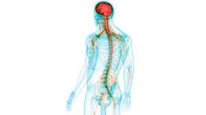 low back pain as a symptom of an