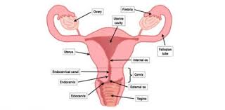 Quiz Reproductive System Of The Human Male Proprofs Quiz