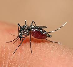 Children who have not had dengue are more vulnerable. Dengue Fever Wikipedia