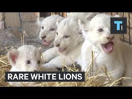 rare white lions you
