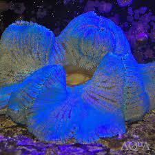 blue carpet anemone stictyla