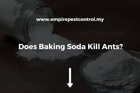 does baking soda kill ants things