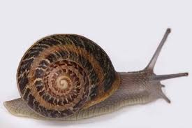 garden snail profile and care guide