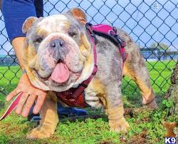 These english bulldog studs located in california come blue eyed bentley bentley is one of the rarest bulldogs available for stud. English Bulldog Stud Dog Rare Blue Tri Merle For Stud Service Carries For All Colors Akc Ckc Registered 4 Years Old
