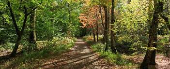 12 idées de promenades | randonnées en forêt de Fontainebleau