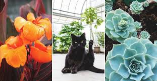 29 Cat Safe Plants For Your Home And