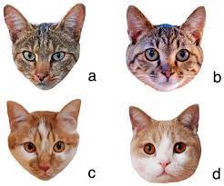 changes in cat morphology are
