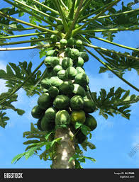 They grow well in several countries like africa, india, florida, philippines, caribbean islands, thailand, indonesia, malaysia, australia. Papaya Fruits On Tree Image Photo Free Trial Bigstock