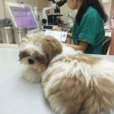 Thank you for choosing angell animal medical center for your pet's medical care! Sri Damansara Pet Medical Centre Bandar Sri Damansara 13 1 Jalan Damar Sd 15 1