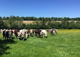 Le bien-être est dans le pré avec nos vaches Normandes !