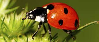 ladybug insect facts a z s