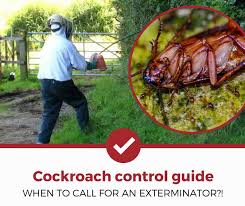 The best approach is prevention. When To Call An Exterminator For Cockroaches Detailed Guide Pest Strategies