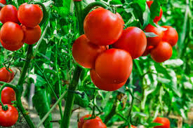 early season tomato varieties for your