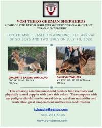Shipped worldwide with 10 year health guarantee. Vom Teero German Shepherds Puppies In Kentucky Pwg