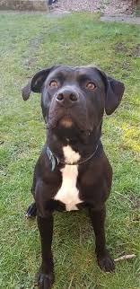 Those bulldogs had longer legs and more energy than the ones seen today. Staffy Cross Labrador For Stud Dewsbury West Yorkshire Pets4homes