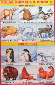Polar Animals And Birds Chart Number 155 Minikids In
