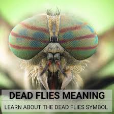 dead flies meaning learn about the
