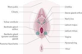 vulvodynia nature reviews disease primers