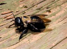 Image result for Carpenter bee