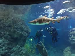 shark tank dive bangkok thai scuba