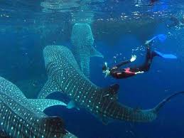 review of oslob whale sharks