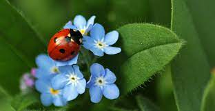 the benefits of ladybugs and how to