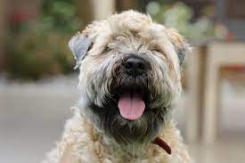 soft coated wheaten terrier everything