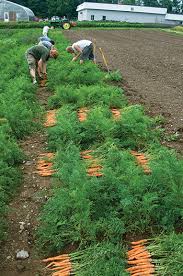 carrot harvesting handling storage