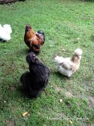 Check spelling or type a new query. The Crowing Contest Crowing At Night And Other Facts About Roosters Murano Chicken Farm