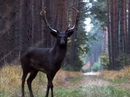 rare black fallow deer leaves internet