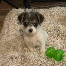 pixie small female maltese mix dog in