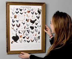 Omlet Chicken Breeds Poster For Men Fabulous Gifts Omlet