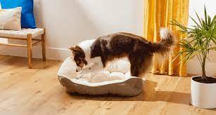 Why Do Dogs Dig In Their Bed Is This
