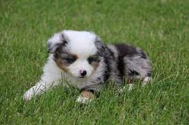 Find the perfect australian shepherd puppy for sale at next day pets. 2 Miniature Australian Shepherd Puppies Blue Merle Blue Eyes For Sale In Gentry Arkansas Classified Americanlisted Com