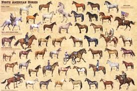 Cheap Color Chart Horses Find Color Chart Horses Deals On