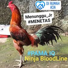 Dengan tema yang keren, rilis terbaru. Jual Ayam Indukan Mangon X Pacek Birma Jakarta Barat Joglo Rooster Farm Tokopedia