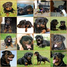 Your Rottweiler Photos A Love Of Rottweilers