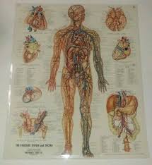 The Anatomical Chart Series Peter Bachin Vintage Charts