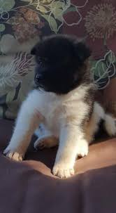 Feel free to browse hundreds of active classified puppy for sale listings, from dog breeders in pa and the surrounding areas. Akita Puppies For Sale In Pa In Altoona Pennsylvania Puppies For Sale Near Me