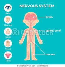 The femur connects to the knee at one end and fits into th the largest and longest bone in the human body is the femur, and it is located in th. Nervous System Anatomy For Children Nervous System Educational Anatomy Infographic Chart For Kids Nerves Spinal Cord Canstock