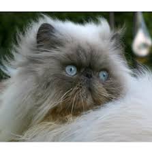 He noted that the cats resided in the province of khorazan in persia, and that. Kittens For Sale From Registered Cat Breeders In Victoria Australia