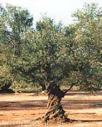 Bildergebnis für olivenbaum