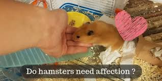 do hamsters need affection how to